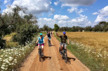 Syklister på vei gjennom olivenlund med store åkre i solskinn