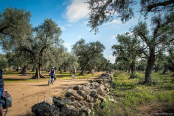 Syklister på vei gjennom olivenlund med store, gamle trær i solskinn