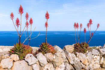 Røde planter på steinmur med havet bak