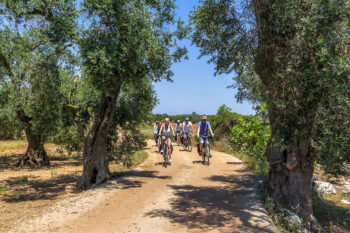 Sykkeltur på grusvei gjennom olivenlund med store, gamle trær i solskinn