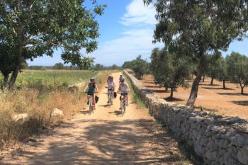 Sykkeltur på grusvei gjennom olivenlund med store, gamle trær i solskinn