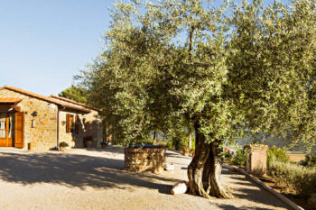 Il Profumo - hage med oliventrær